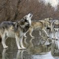 Lietuvos miškuose sambrūzdis – prasidėjo visuotinis vilkų ir lūšių skaičiavimas