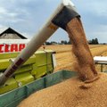 Šiųmetis Lietuvos grūdų augintojų derlius pradedamas eksportuoti per Klaipėdos uostą