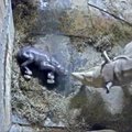Nufilmuota, kaip zoologijos sode pasaulį išvysta juodojo raganosio jauniklis