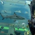 Kauno akvariume - du naujagimiai rykliukai
