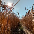 Užimtumo tarnyba: žemės ūkyje trūksta ir darbuotojų, ir darbo