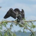 Retėja Didžiųjų kormoranų pulkai