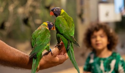 Zoopark gimtadienis