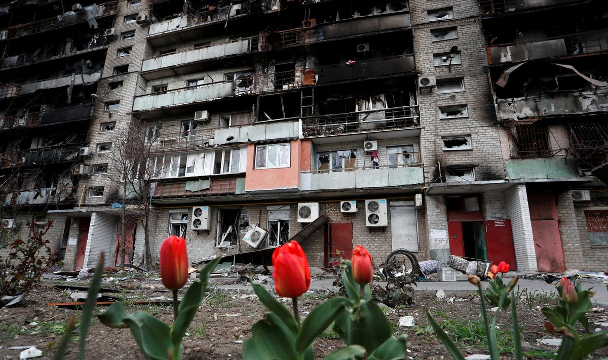 Priešais namą, kuris buvo stipriai apgriautas per Rusijos karą prieš Ukrainą, pražydo tulpės. Pietinis Mariupolis, Ukraina, 2022 balandžio 21 d. 