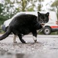 Vilniuje žiemą pristabdoma puslaukinių kačių sterilizacija