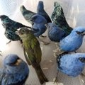 Peru policija areštavo belgą su 20 laukinių paukščių lagamine