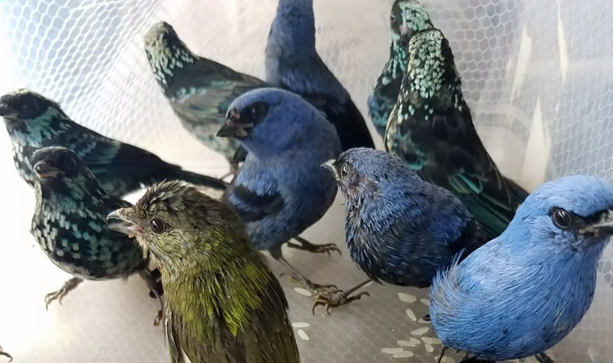 Limos oro uoste konfiskuoti paukščiai