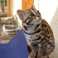 Pirmą kartą Lietuvoje - itin reta Azijos leopardinė katė
