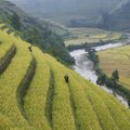 Tarp Indijos ryžių augintojų pokyčių nuotaikos: turėtų sušvelninti situaciją dėl eksporto draudimo