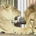 Viengungiui liūtui Rubio ieškoma širdies draugė