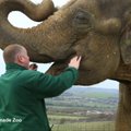 Didžiulio skausmo kankinamai dramblio patelei prireikė odontologo paslaugų