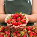 На рынках Литвы продают греческую клубнику, смогут ли жители позволить себе литовские ягоды?