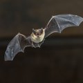 Mokslininkai šikšnosparniuose aptiko dar vieną virusą, artimą COVID-19
