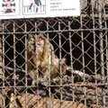 Lietuvos zoologijos sodas pašalintas iš tarptautinės asociacijos