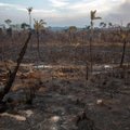 Ketinama skirti lėšų kovai su miškų gaisrais Amazonėje