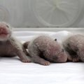 Kinijoje gimė pandų trynukai