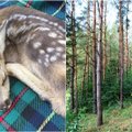 Dažnas miško lankytojas daro didelę klaidą: ne visiems miško gyventojams reikia žmogaus pagalbos