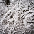 Зимняя погода из Литвы не уйдет: прогнозируют метель, гололед