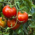 Ar galima išrasti pomidorą?
