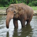 Indonezijos parkas iš dramblių išmatų gamina popierių