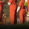 Jautri gyvenimo pamoka: kaliniai suporuoti su šunimis