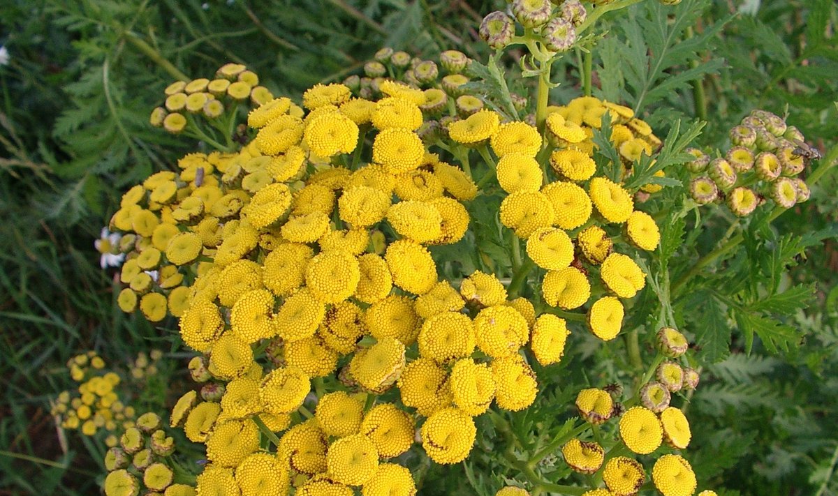 Kartais bitkrėslių dedama į gėlinius kvepalus. Džiovintos šluotelės tinka sausoms floristinėms kompozicijoms. Česlavos Deinarovič nuotr. 