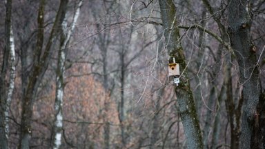 Įsigalioja draudimas paukščių perėjimo laikotarpiu kirsti medžius, bet yra ir išimčių