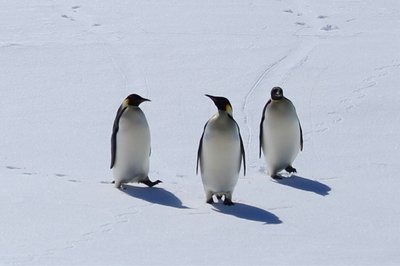 Pingvinai Antarktidoje.
