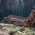 Lietuviškos medienos deficitui didėjant, ministerija žada imtis priemonių dėl žaliavų eksporto