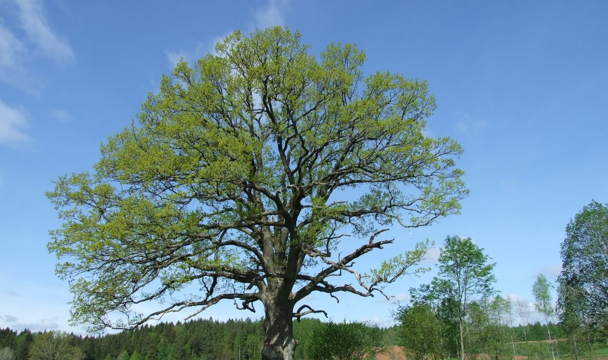 Adamavo ąžuolas