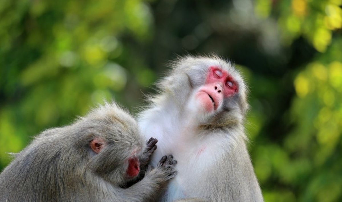 Japoniškos makakos linkusios į įvairias seksualines patirtis