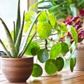 Penkios kambarinių augalų priežiūros paslaptys, kurios jūsų namus pavers oaze