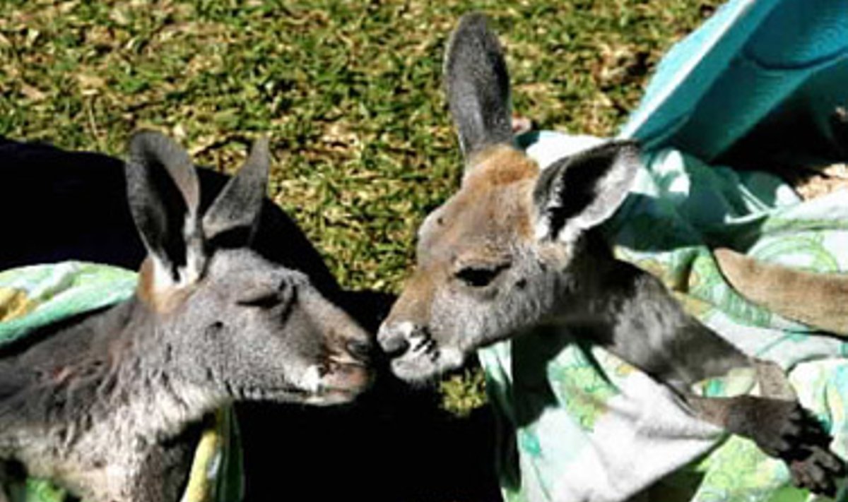 Dvynukės kenguraitės - Sidnėjaus zoologijos sode.