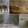 Gamtos dienoraštis: iš medžioklės grįžtantys vilkai ir pavasario laukiantis šerniukas
