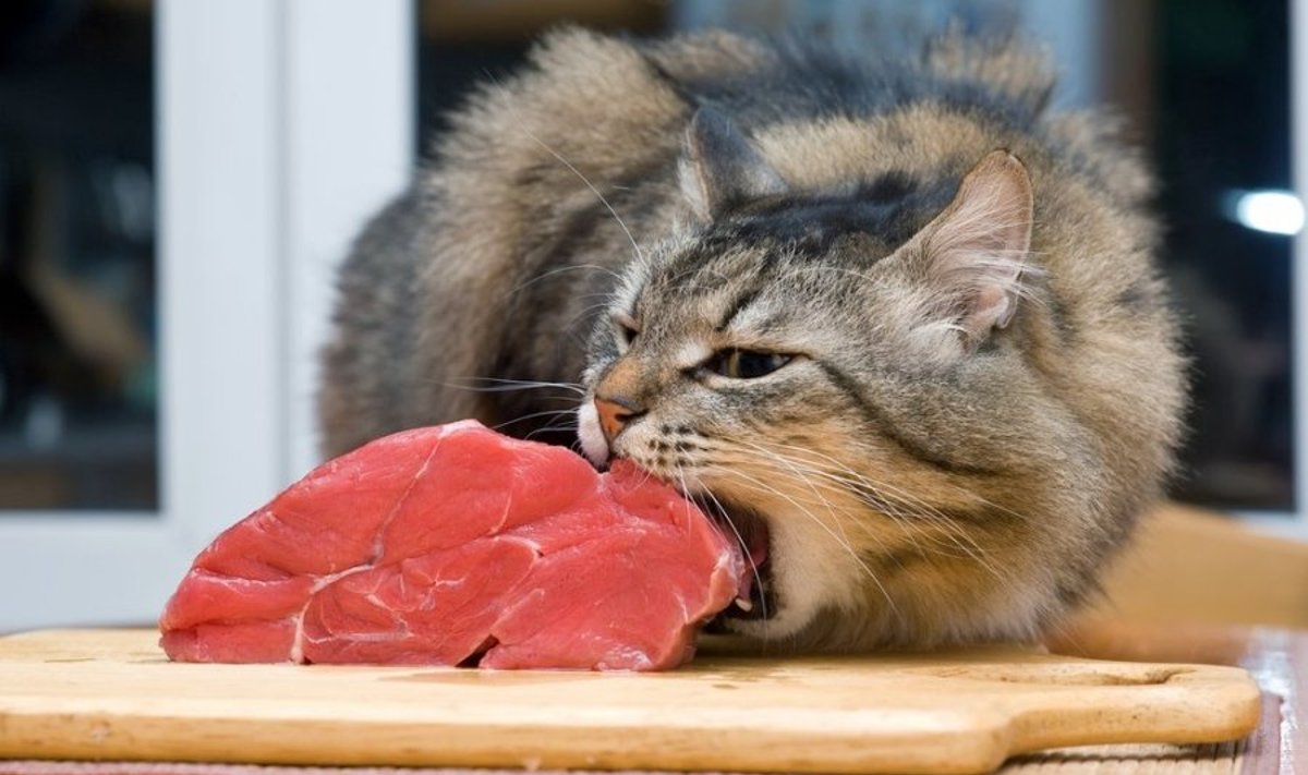 Katė valgo mėsą
