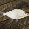Aplinkosaugininkams įkliuvo Minijos ichtiologiniame draustinyje žvejojęs vyras: karšius slėpė šiltnamyje