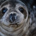Jūrų muziejų paliko paskutiniai išslaugyti ruoniukai: smagiai nėrė į jūros bangas