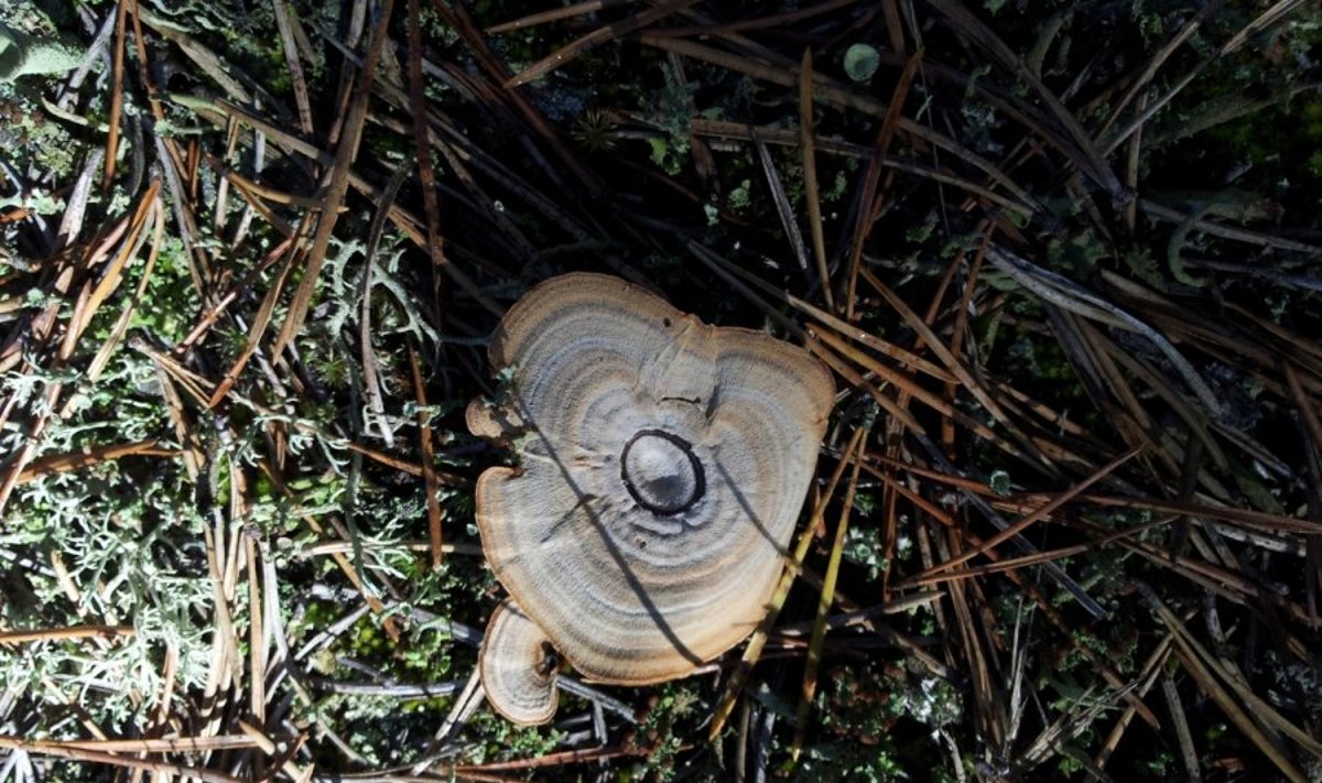 Virginijaus rastas „medinis“ grybas - sausapintė