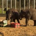 Pas Londono zoologijos sodo drambliukus jau atkeliavo Kalėdos