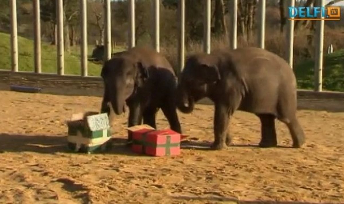 Londono zoologijos sodo drambliai sulaukė kalėdinių dovanų
