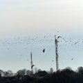Kovai sugrįžo: ornitologai pataria, kaip išvengti šių paukščių kaimynystės