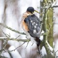 5 taisyklės, kaip lesinti paukščius žiemą