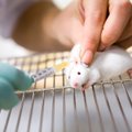 Laboratorinėms pelėms mokslininkai implantavo elnio ląsteles: neįtikėtina, kas nutiko po to