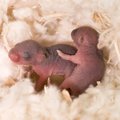 Mokslininkai sugebėjo grąžinti regėjimą pelėms su pažeistu genu