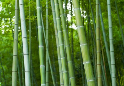 Bambuką mėgsta ne tik pandos