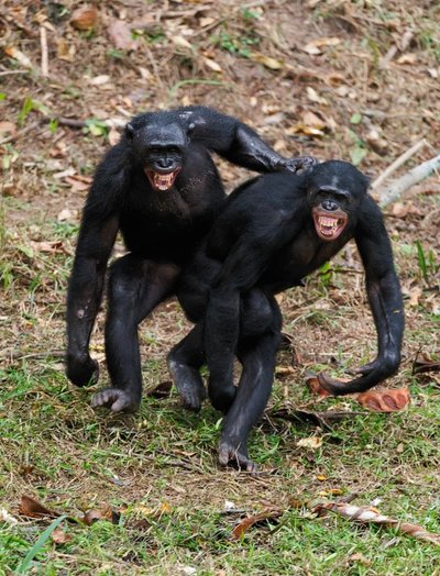 Mažosios šimpanzės tikros seksualinių santykių galiūnės, jų apetitas - milžiniškas