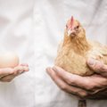 В Великобритании выявили дефицит куриных яиц в супермаркетах
