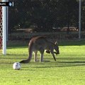 Į stadioną išbėgusi kengūra pristabdė futbolo varžybas