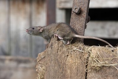 Žiurkės ir pelės puikiausiai laipioja lietvamzdžiais bei sienomis