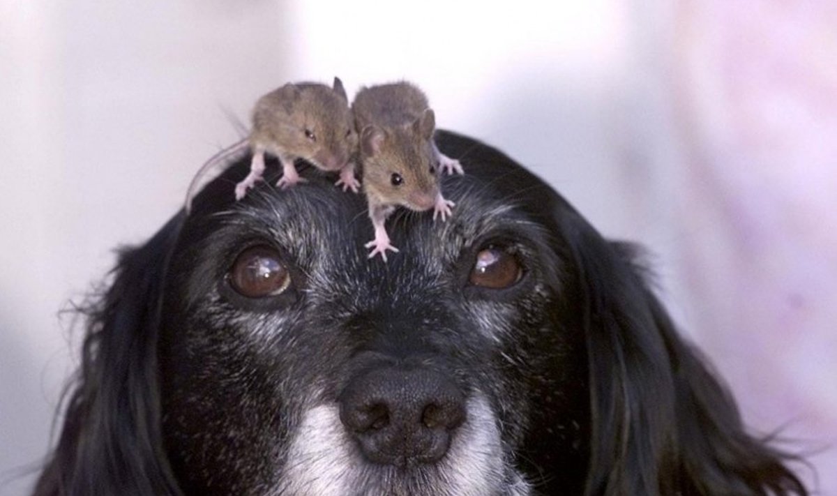Žiurkės šuniui ant galvos